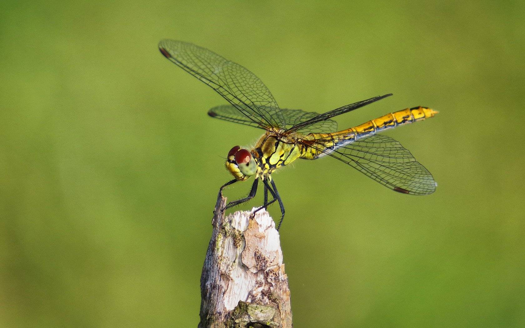 Aiuto per principiante!